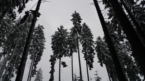 Low angle view of trees against sky