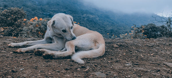 The dog and the fog.