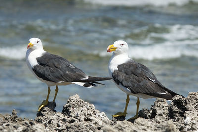 Pacific gull, larus pacificus, photo was taken in the leeuwin-naturaliste national park, australia