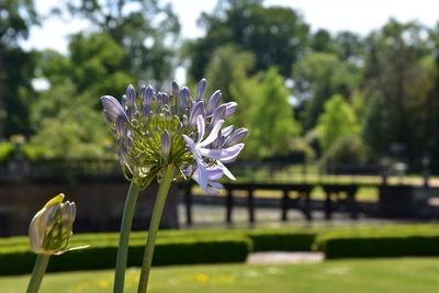 Close-up of white flowering plant in park