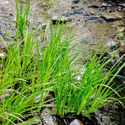 Close-up of grass growing in field