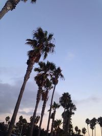 Low angle view of palm trees against clear blue sky