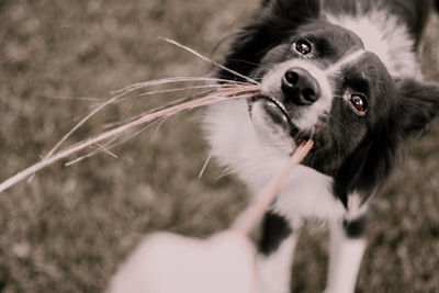 Portrait of dog