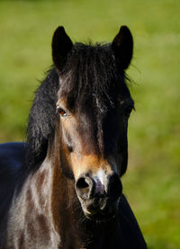 Close-up portrait of a horse