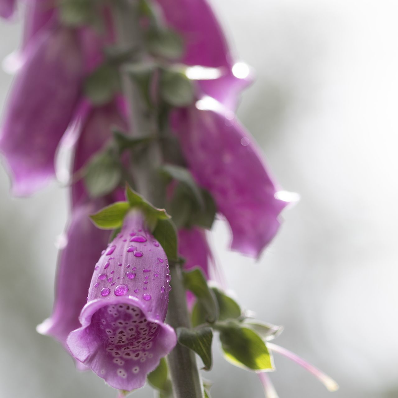 CLOSE-UP OF PINK FLOWER