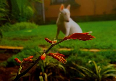 Close-up of red flowers blooming outdoors