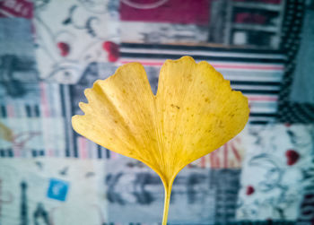 Close-up of yellow flower against blurred background
