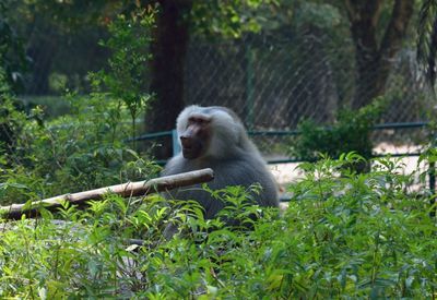 Monkey on walkway