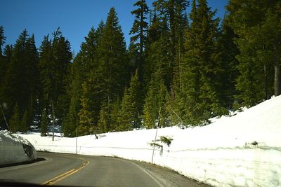 Road amidst trees in forest during winter