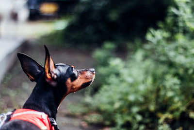 Close-up of dog outdoors