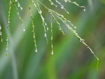 Close-up of wet plant during rainy season