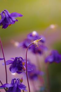 Close-up of purple flowering plant