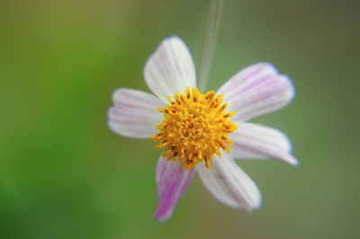 Close-up of yellow flower