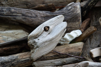 High angle view of driftwood on wood