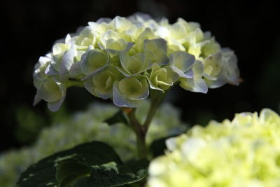 Close-up of white flowering plant