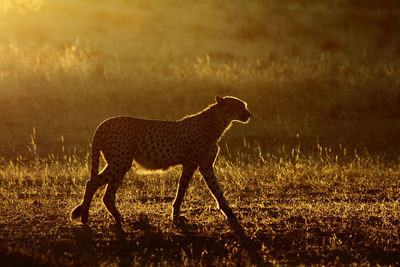 Side view of cheetah walking on field during sunset