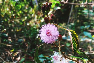 Close-up of thistle blooming outdoors
