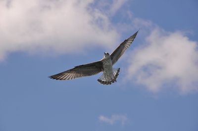 Low angle view of eagle flying in sky