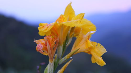 Close-up of yellow flower