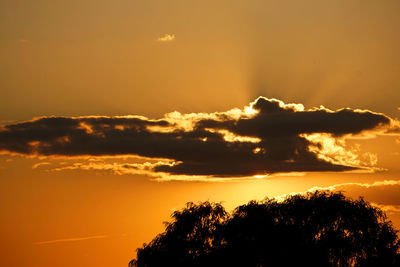 Low angle view of silhouette trees against orange sky