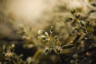 Close-up of plant leaves