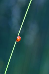 Close-up of ladybug on leaf with many copy space 