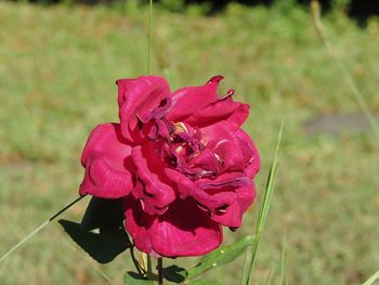 Close-up of red flower blooming outdoors