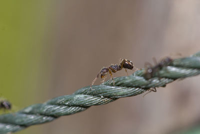 Close-up of caterpillar