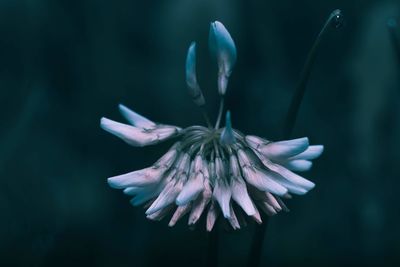 Close-up of purple flowering plant