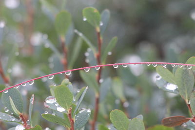 Close-up of wet plant leaves during rainy season