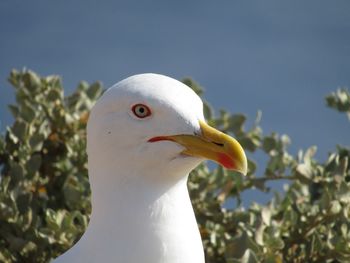 Close-up of bird against sky