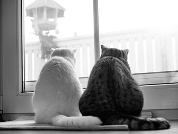 Close-up of cat sitting on window