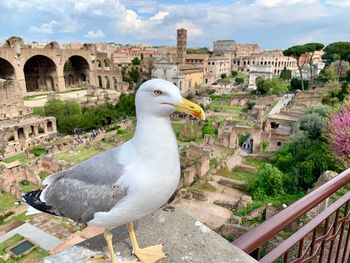 Seagull on a building