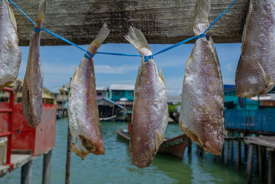 Close-up of fish hanging against blurred background