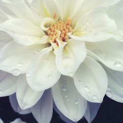 Close-up of white flowers