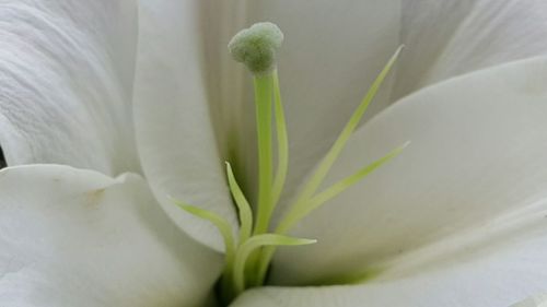 Close-up of white flower