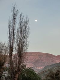 Scenic view of bare tree against clear sky