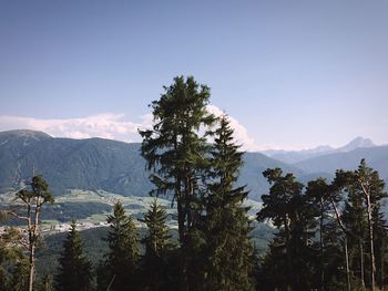 Trees on mountain against clear sky