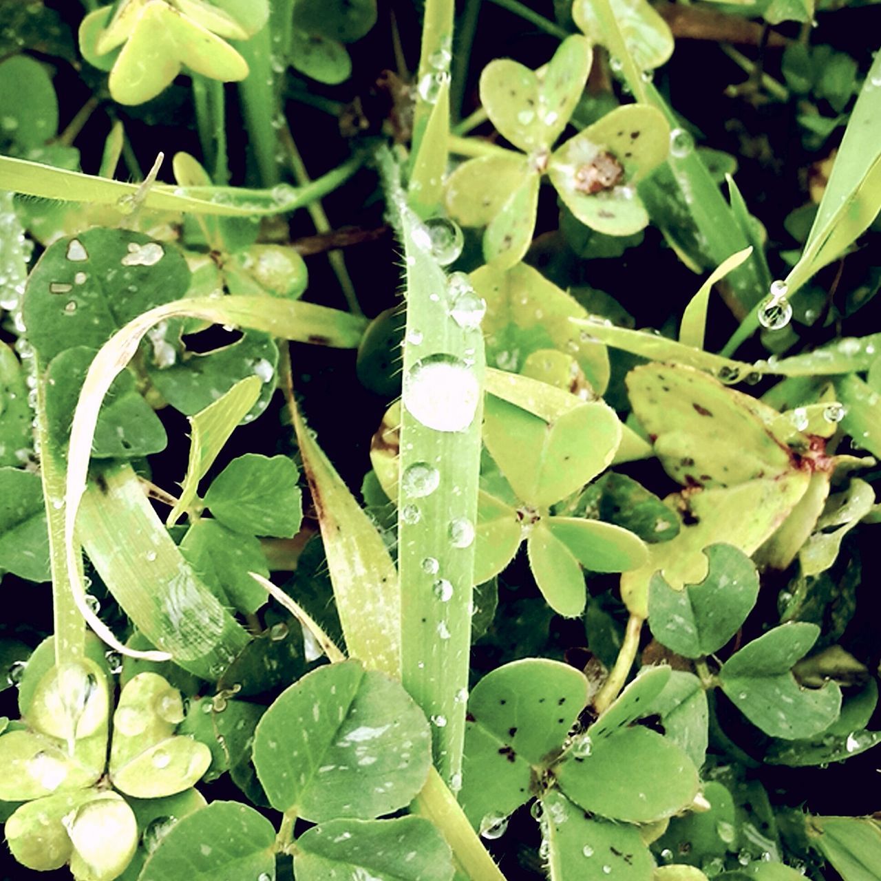 leaf, green color, growth, plant, freshness, close-up, nature, drop, beauty in nature, wet, water, green, leaves, fragility, leaf vein, full frame, day, no people, outdoors, focus on foreground