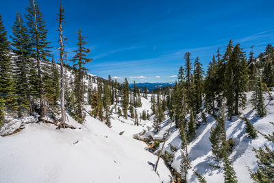 Pine trees on snow covered land against blue sky