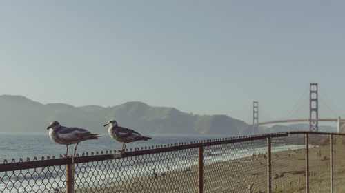 Two seagulls perching on metallic fence