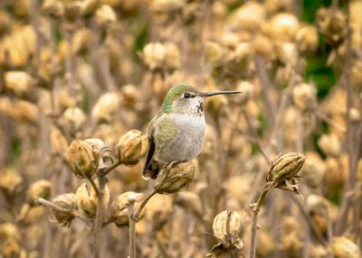 Close-up of bird perching on a land