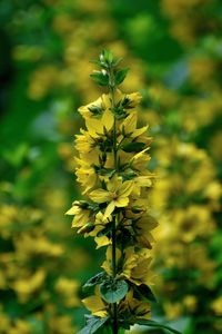 Close-up of yellow flowering plant