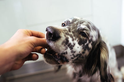 Close up of hand of man feeding his dog. an english setter.