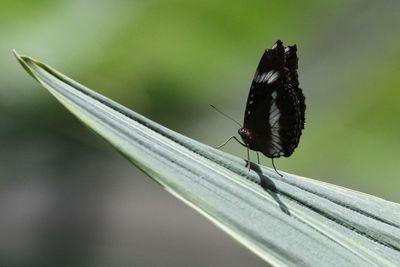 Close-up of butterfly on leaf at park