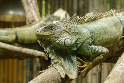 Close-up of lizard on tree