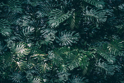 Low angle view of palm tree