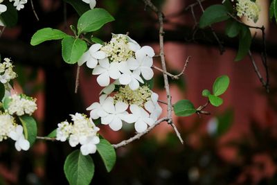 Close-up of flowers growing on tree