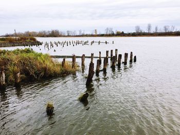 Birds perching on wooden post in river against sky