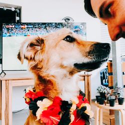 Close-up of dog looking at home